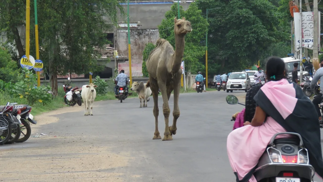  ଗାଁ ଗାଁ ବୁଲି ମାଲିକକୁ ଖୋଜୁଛି ଓଟ