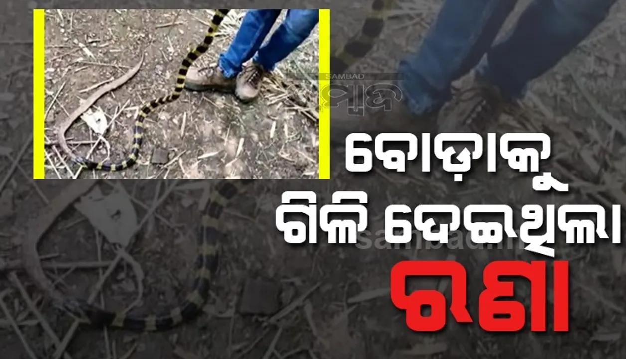  ବୋଡ଼ା ସାପକୁ ଗିଳିଥିଲା ରଣା, ଉଦ୍ଧାର କଲେ ସ୍ନେକ ହେଲ୍‌ପଲାଇନ୍ ସଦସ୍ୟ
