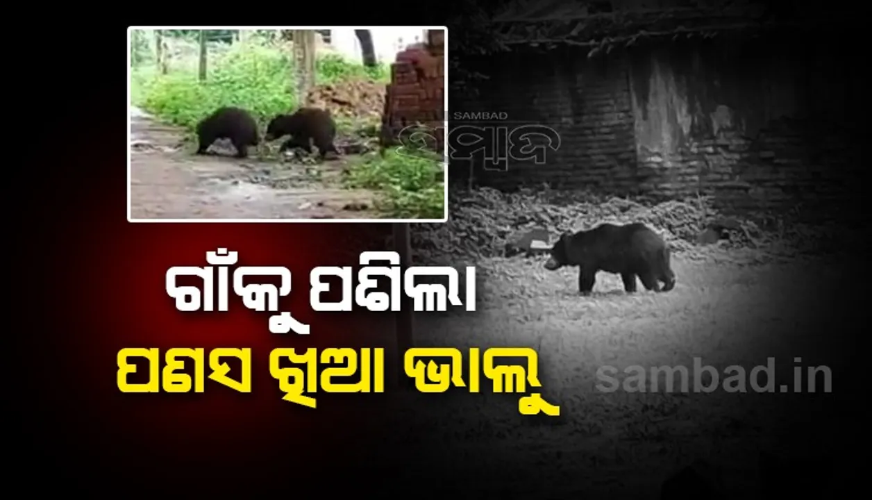  ନିର୍ମାଣାଧିନ ଗୃହରେ ମା ସମେତ ୨ ଛୁଆ ଭାଲୁଙ୍କୁ ଦେଖି ଗ୍ରାମବାସୀ ଆତଙ୍କିତ