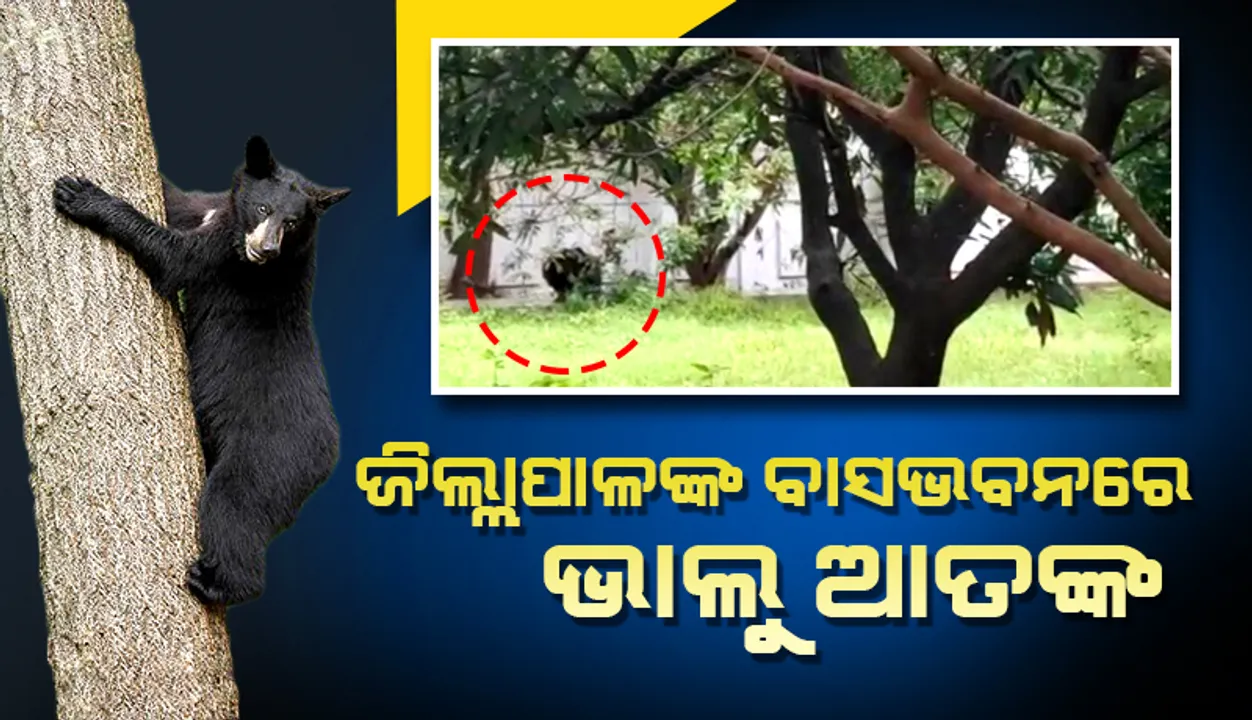  ନୂଆପଡ଼ା ଜିଲ୍ଲାପାଳଙ୍କ ସରକାରୀ ବାସଭବନରେ ଭାଲୁ ଆତଙ୍କ