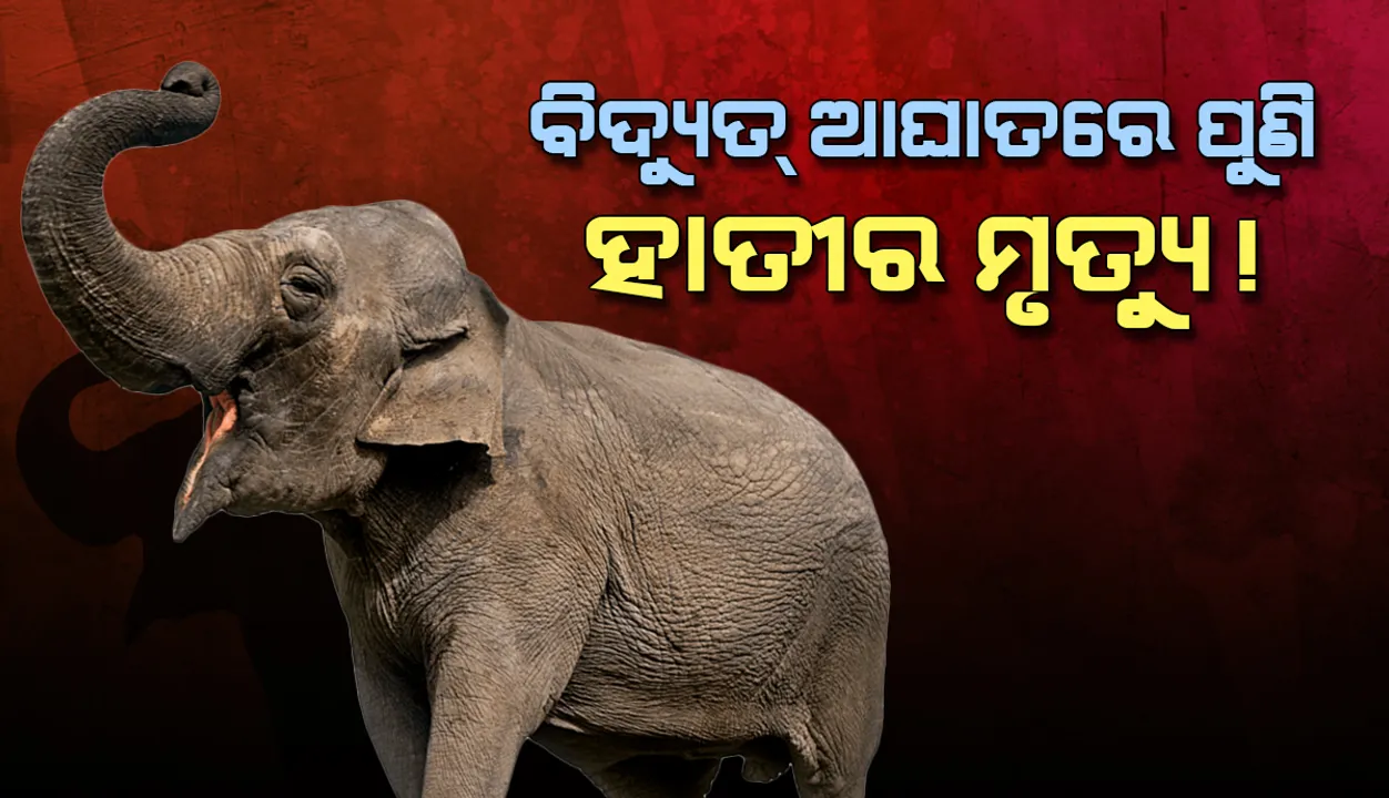 ବିଦ୍ୟୁତ୍ ଆଘାତରେ ପୁଣି ହାତୀର ମୃତ୍ୟୁ!