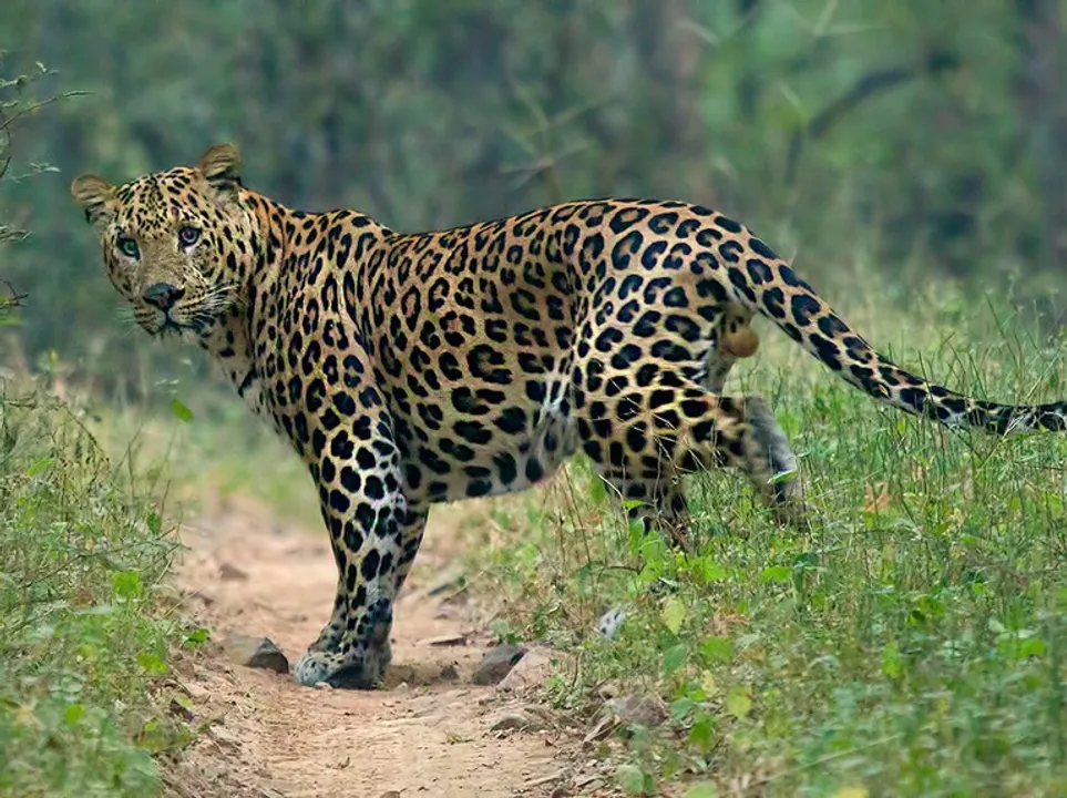  Representative Image Courtesy of Discover Wildlife 