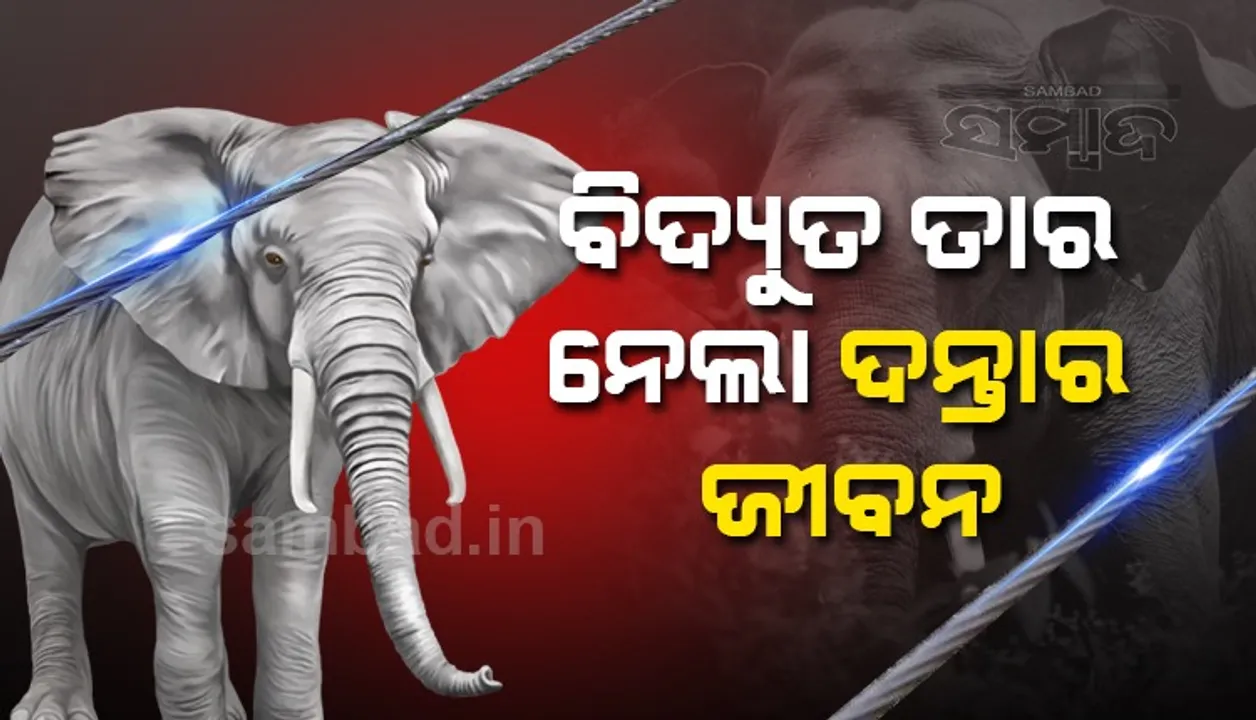  ବନ୍ତଳା ବନାଞ୍ଚଳରେ ଶିକାରୀ ସକ୍ରିୟ, ବିଦ୍ୟୁତ ଆଘାତରେ ଦନ୍ତାର ମୃତ୍ୟୁ