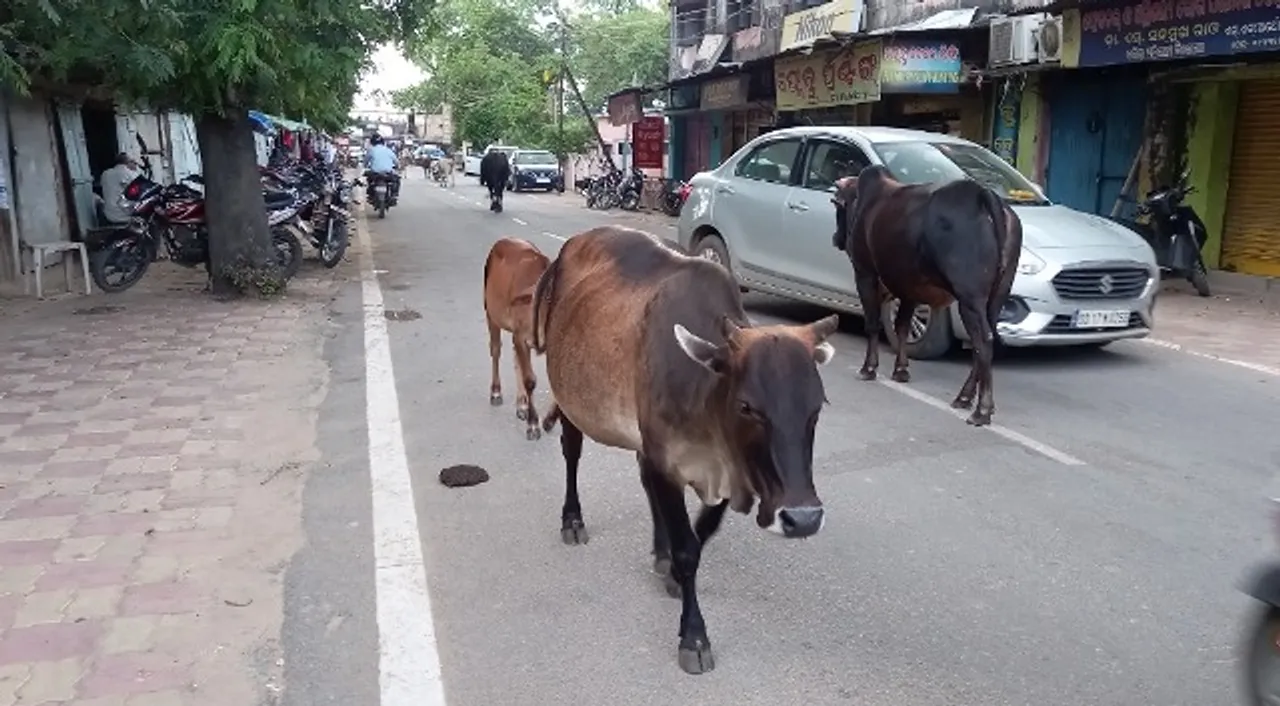  ଟ୍ରାଫିକ୍‌ ସମସ୍ୟା ବଢ଼ାଇଲେ ବୁଲା ଗୋରୁ; କାଞ୍ଜି ହାଉସ୍‌ ଫାଙ୍କା, ମୁଖ୍ୟରାସ୍ତା ଜାମ୍‌