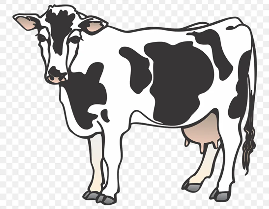  Representational image by PinClipart 