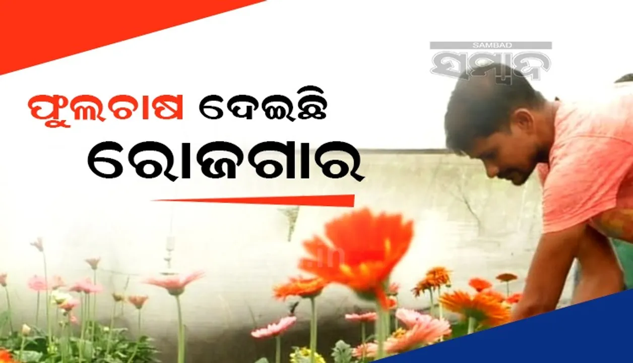  ଫୁଲଚାଷ: ନିଜେ ସ୍ବାବଲମ୍ବି ହୋଇ ନିଯୁକ୍ତି ସୁଯୋଗ ସୃଷ୍ଟି କରିଛନ୍ତି ଲୋଟନ୍ 