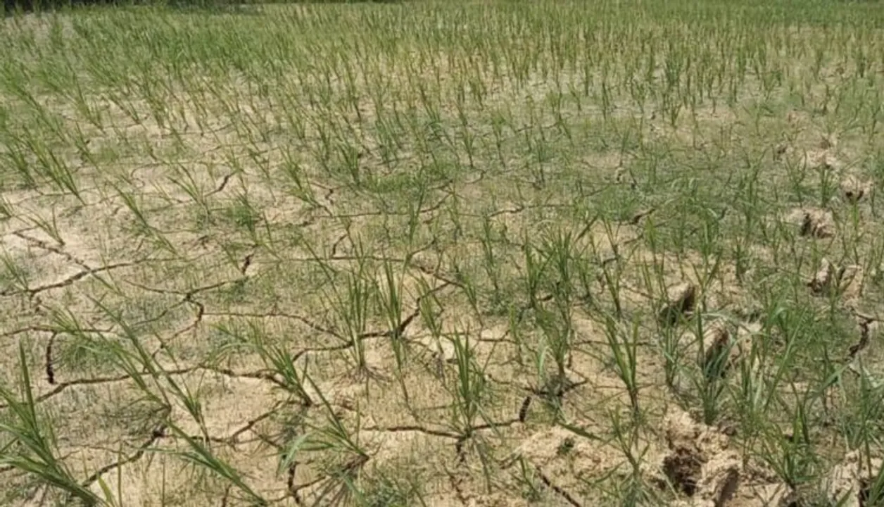  ରାଜ୍ୟର ୧୯ ଜିଲ୍ଲାରେ ମରୁଡ଼ି ସ୍ଥିତି