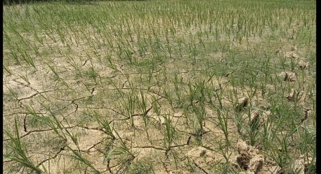  ଆଷାଢ଼ରେ ବର୍ଷା ଗାଏବ, ଜୁଲାଇରେ ମାତ୍ର ୭୭.୬୧ ମିମି ବର୍ଷା ମରିବାକୁ ବସିଛି ତଳି, ବୁଣା ଧାନ 