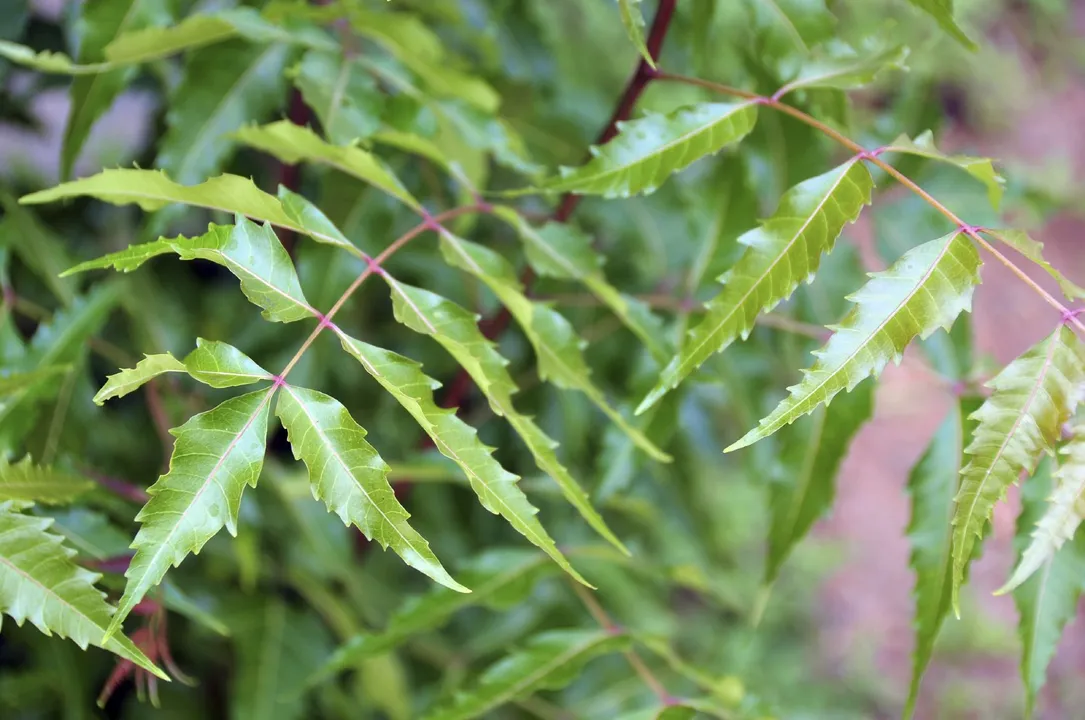  gardeningknowhow.com 