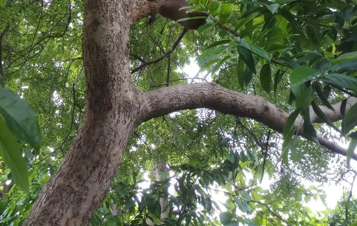 ଗଛରେ ରଶି ଲଗାଇ ନାବାଳକର ଆତ୍ମହତ୍ୟା