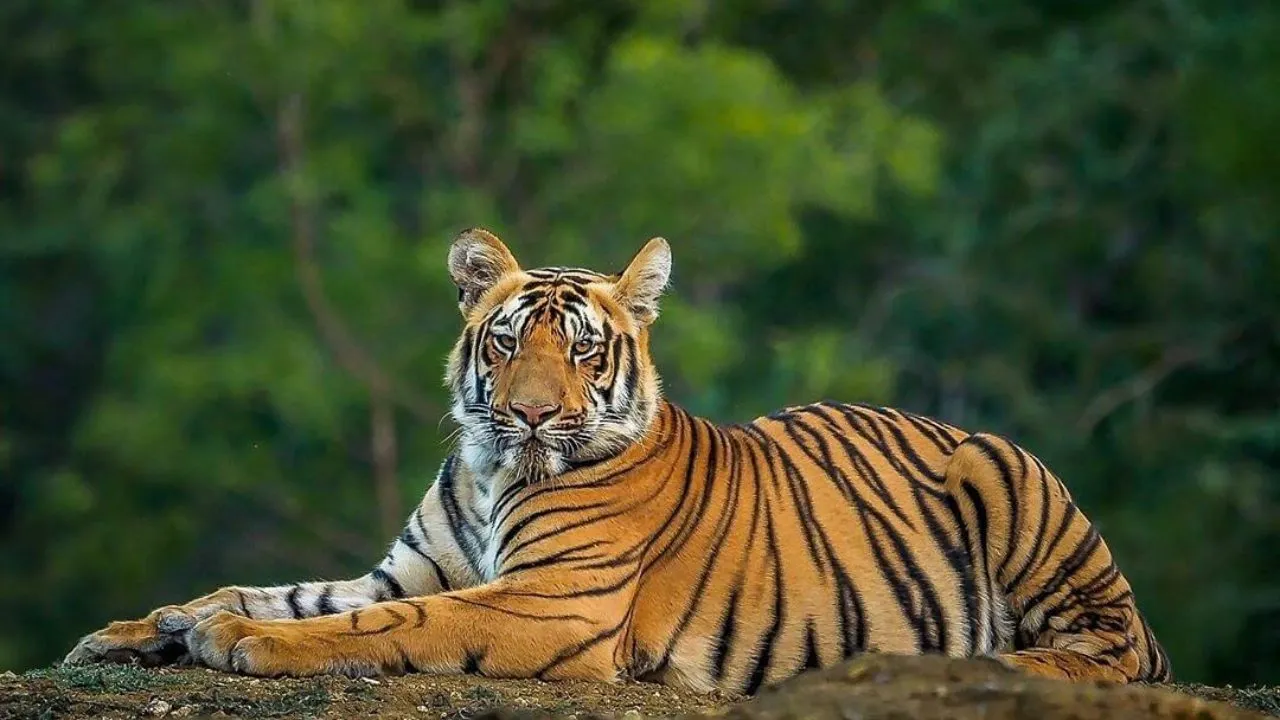  Big Cats India 