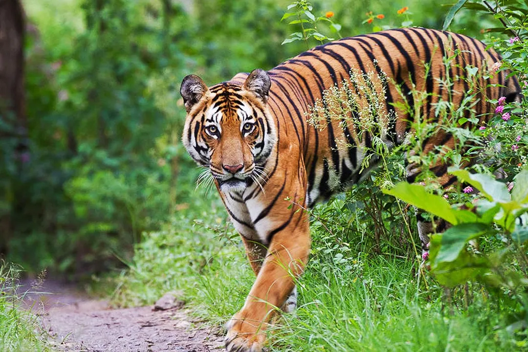  Bhubaneswar Tour Agency 