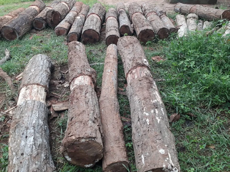  କଟକ ଜିଲ୍ଲା ନରସିଂହପୁର ବ୍ଲକର ୩ଟି ଗାଁରୁ ୨ ଲକ୍ଷ ୮୫ ହଜାର ଟଙ୍କା ମୂଲ୍ୟର ଗଛ ଜବତ କଲା ବନ ବିଭାଗ।