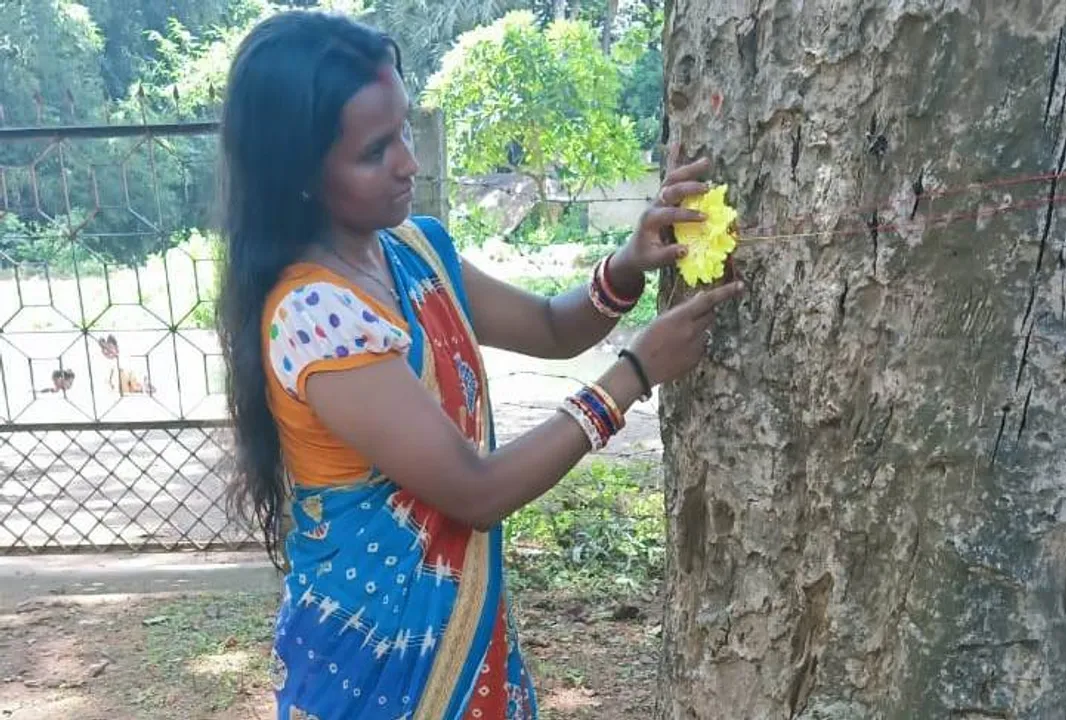  ଗଛ ଭାଇକୁ ରାଖୀ ବାନ୍ଧିଲେ ଶିମିଳିପାଳର ବର୍ଷାରାଣୀ ବନପାଳ