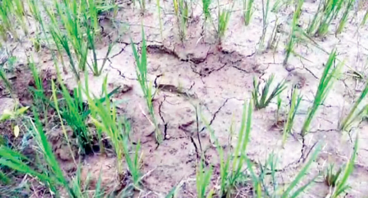  ରେଙ୍ଗାଳି ଶାଖା କେନାଲ ପାଲଟିଛି ଦୁଃଖ: ୧୨ ବର୍ଷ ପରେ ବି ଜମିରେ ମାଡ଼ିଲାନି ପାଣି