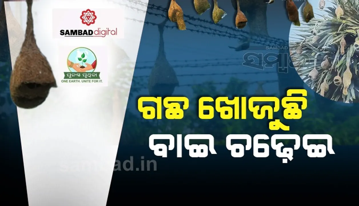  ବାଇ ଚଢ଼େଇର ସଂରକ୍ଷଣ ପାଇଁ ବନ ବିଭାଗର ଉଦ୍ୟମ ଆରମ୍ଭ, ଗଞ୍ଜାମରେ ୨୦୦୦ ବସା ଚିହ୍ନଟ