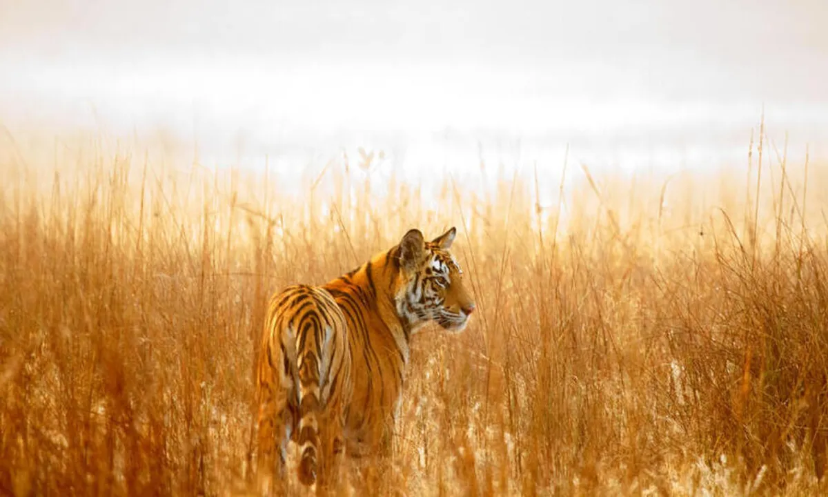  
World Wildlife Fund 