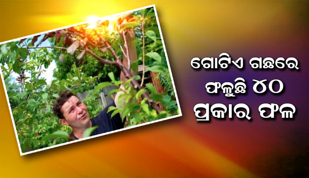  ଏମିତି ଗଛ, ଯେଉଁଥିରେ ଫଳୁଛି ୪୦ ପ୍ରକାରର ଫଳ