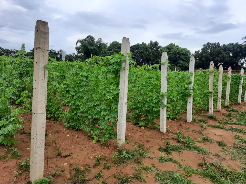  କଲରା ଚାଷର ପେଣ୍ଠସ୍ଥଳୀ ପାଲଟିଛି ଧୁରୁଡ଼ିଆମ୍ବ