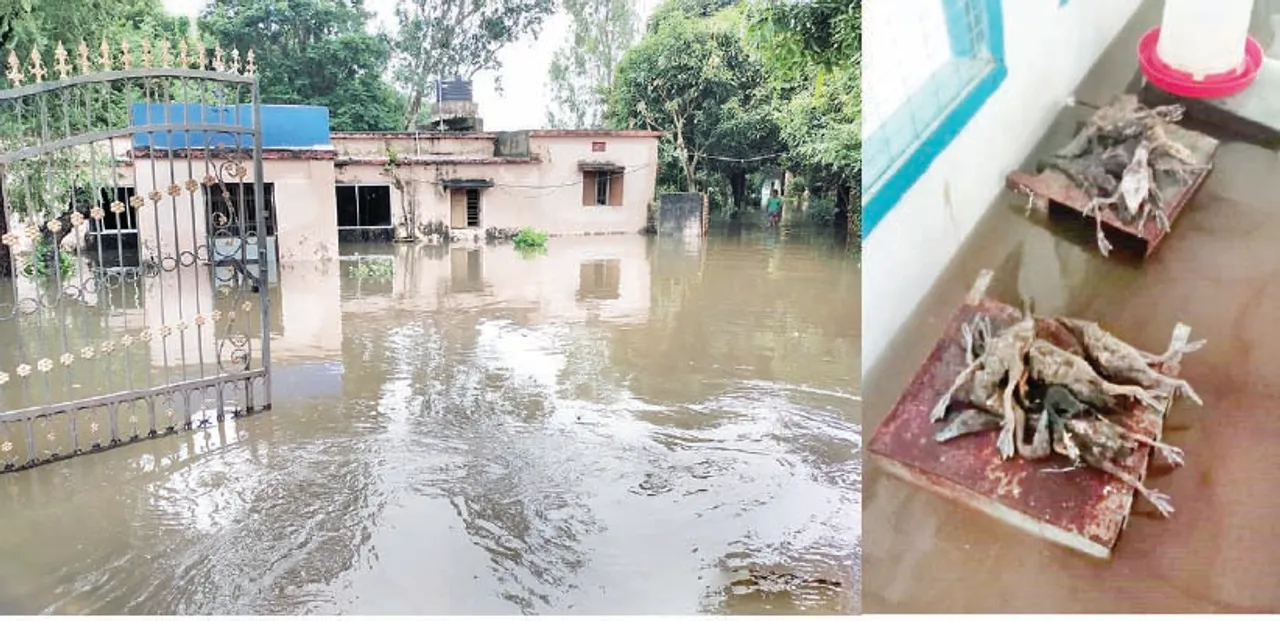  ବତକ ପ୍ରଜନନ କେନ୍ଦ୍ରରେ ଅଭାବନୀୟ ସ୍ଥିତି: ପ୍ରତି ୧୦ ମିନିଟ୍‌ରେ ଗୋଟିଏ ମୃତ୍ୟୁ
