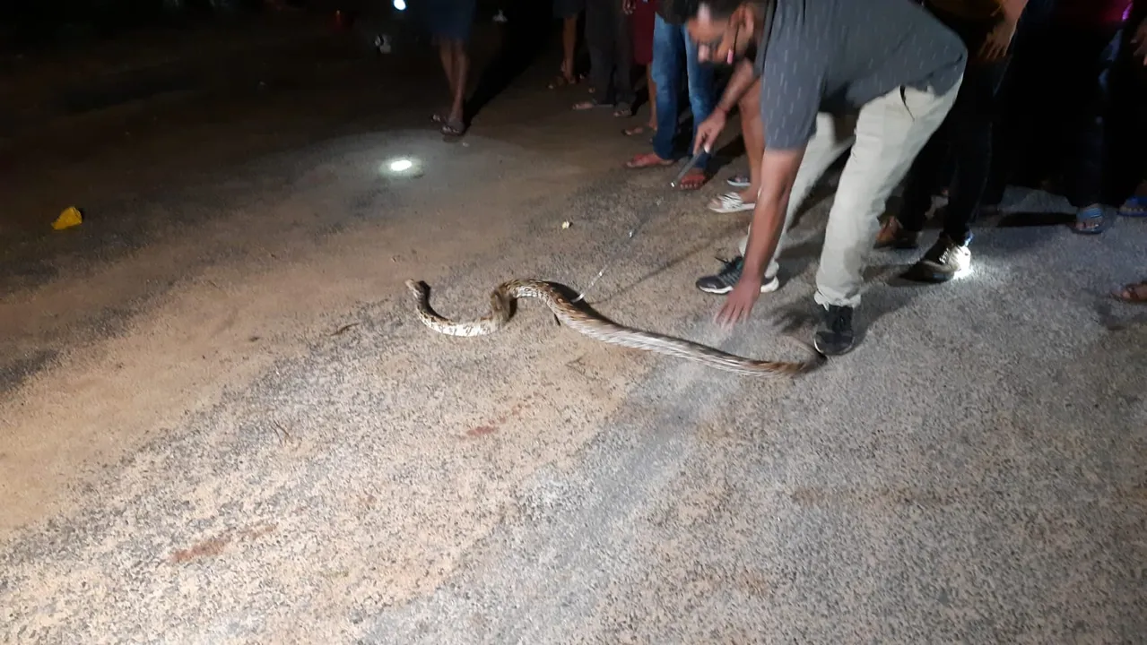  ଯାଜପୁର ସହରରୁ ଅଜଗର ଉଦ୍ଧାର