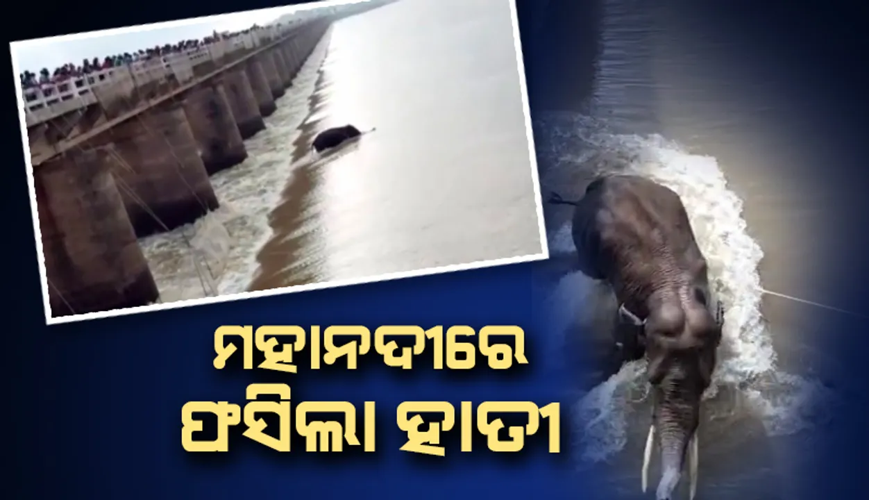  ମୁଣ୍ଡୁଳି ବ୍ୟାରେଜ୍ ମହାନଦୀରେ ଫସି ରହିଛି କୁନି ହାତୀ, ଭିଡିଓ ଦେଖନ୍ତୁ