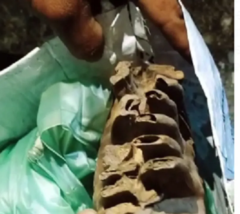  ହାତୀଦାନ୍ତ ଚୋରା ଚାଲାଣ ରାକେଟ୍ ଠାବ: ୫ ଅଟକ
