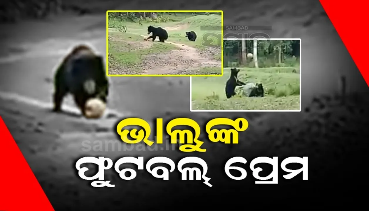   ଭାଲୁ ଖେଳୁଛନ୍ତି ଫୁଟବଲ