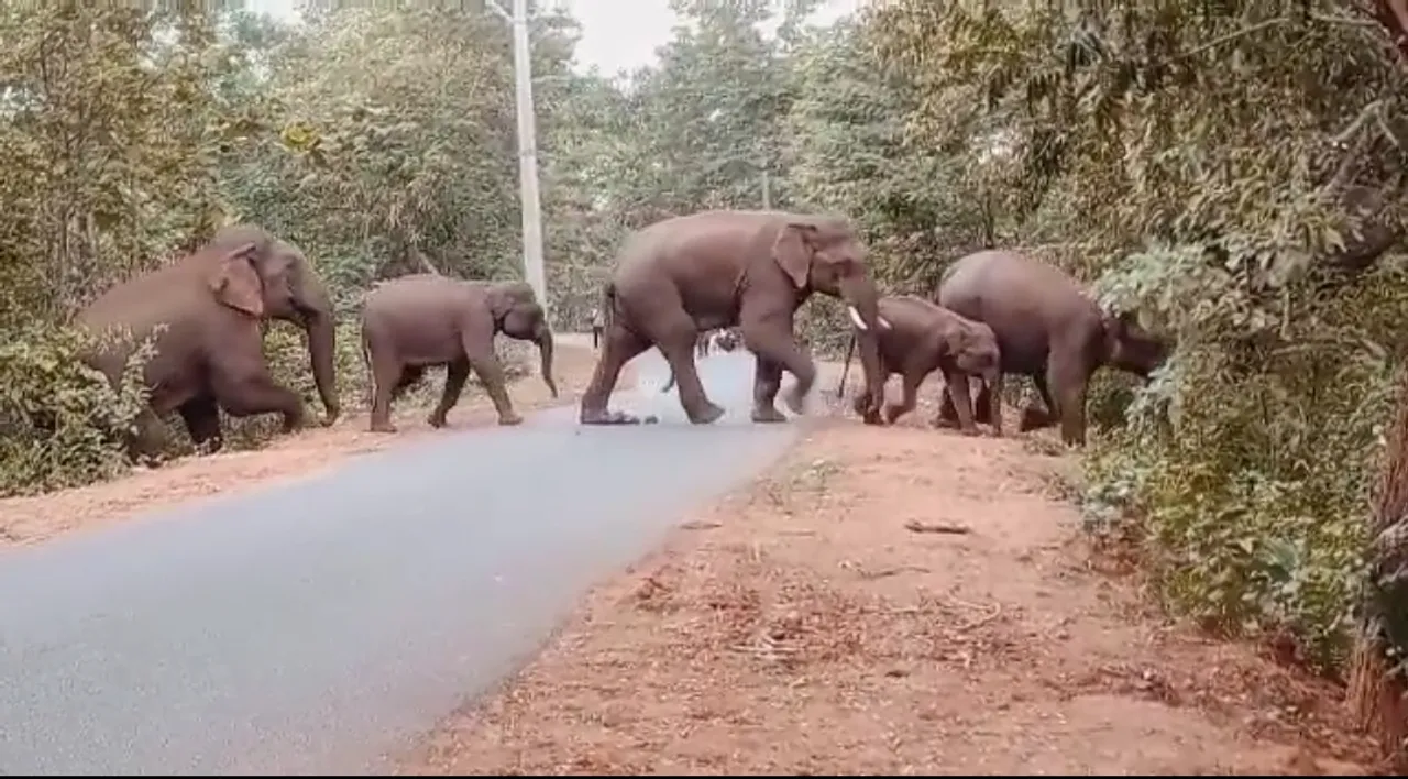  ସ୍ପଳ୍ପ ବୃଷ୍ଟିପାତ ଓ ଲଗାଣ ବର୍ଷା ପରେ ଏବେ ଜମିରେ ହାତୀପଲ