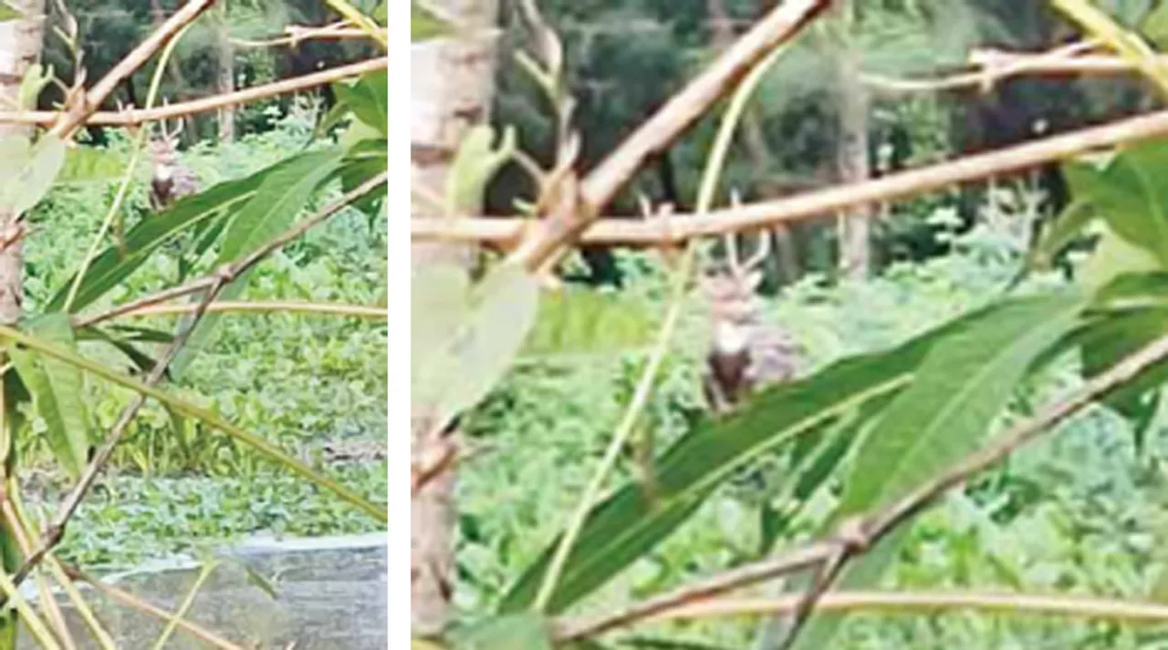  ଚାରିଆଡ଼େ ପାଣି, ଟାପୁରେ ହରିଣ ପଲ