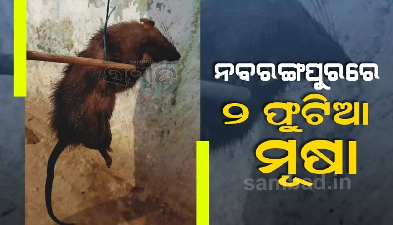  ୨ଫୁଟିଆ ମୂଷା ନବରଙ୍ଗପୁର ମୁହାଁ, ମୂଷା ଦେଖି ଲୋକେ ଛାନିଆ