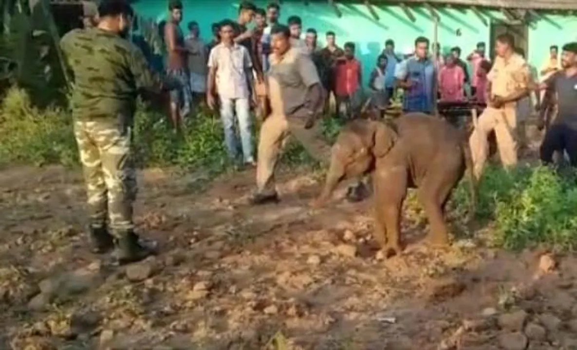  କୂଅରୁ ହାତୀଛୁଆ ଉଦ୍ଧାର