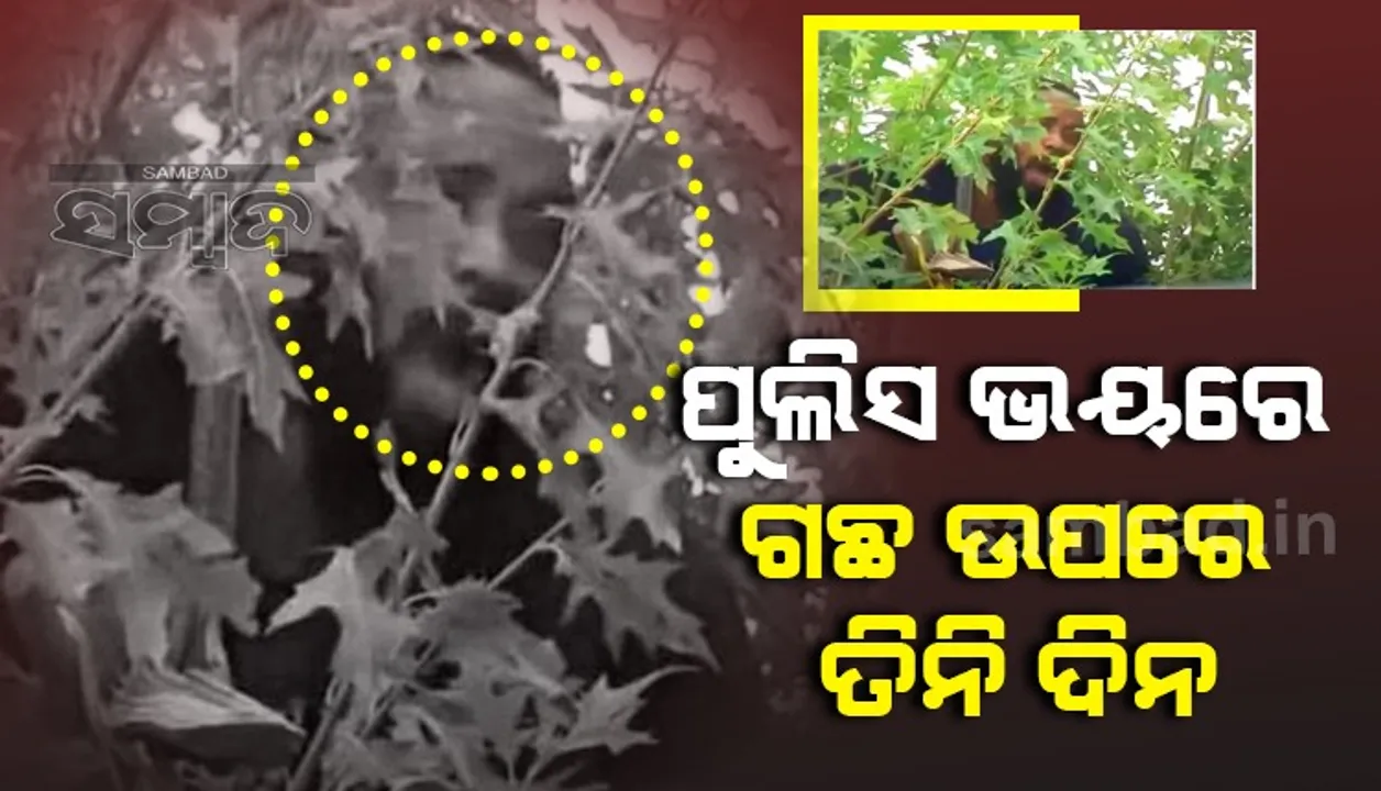 ପୁଲିସର ଭୟରେ ତିନିଦିନ ଗଛ ଉପରେ ଲୁଚି ରହିଥିଲା ଯୁବକ