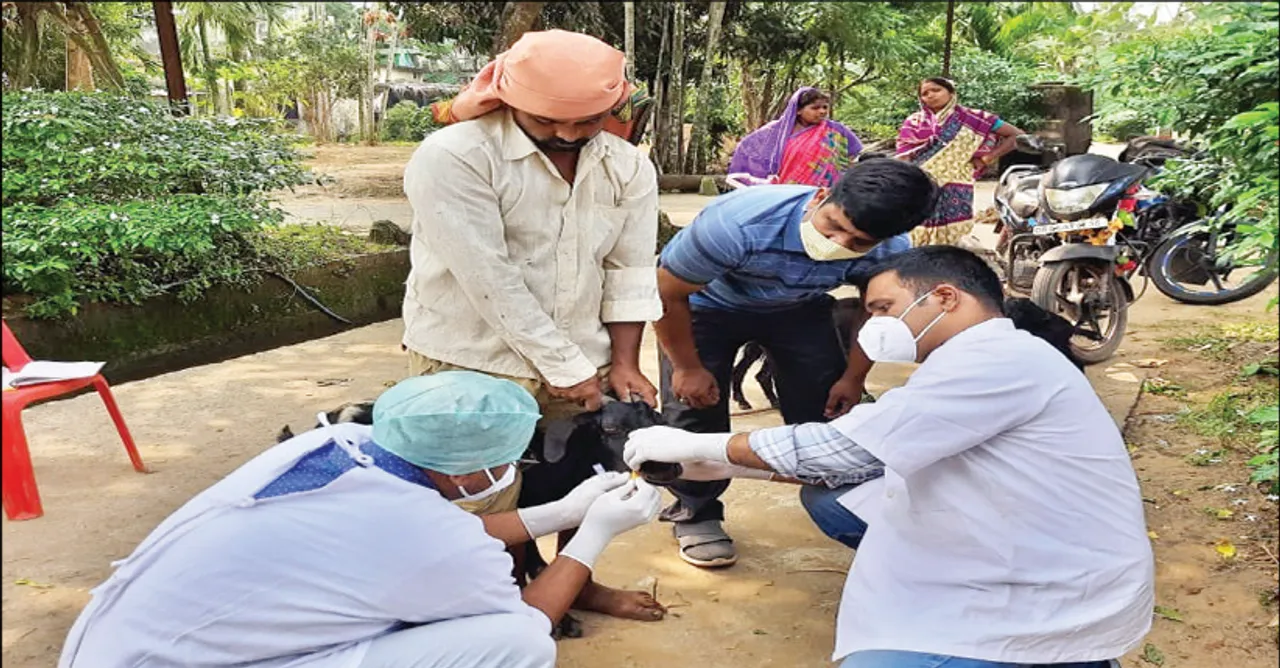  ଛେଳି, ମେଣ୍ଢା ମଡ଼କ ଘଟଣାର ତଦନ୍ତ କଲେ ଜିଲ୍ଲା ଅଧିକାରୀ: ରକ୍ତ ଓ ଲାଳ ନମୁନା ସଂଗ୍ରହ
