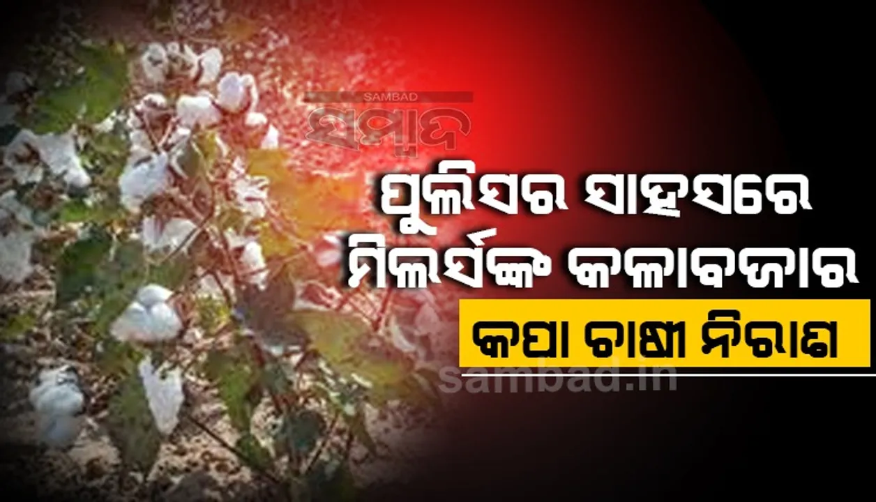  କପା ଦେଇ କାଙ୍ଗାଳ ଚାଷୀ; ସାଦା କାଗଜରେ ଡିଲ୍‌, ସାକ୍ଷୀ ଥାନା ବାବୁ!