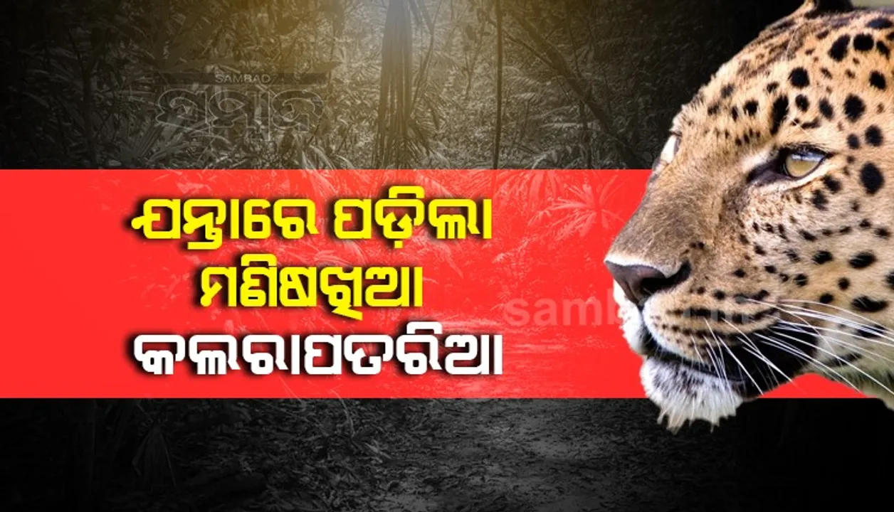  ୩ ଶିଶୁଙ୍କୁ ଶିକାର କରିଥିଲା କଲରାପତରିଆ, ଛେଳି ଖାଇବାକୁ ଆସି ଯନ୍ତାରେ ଫସିଲା