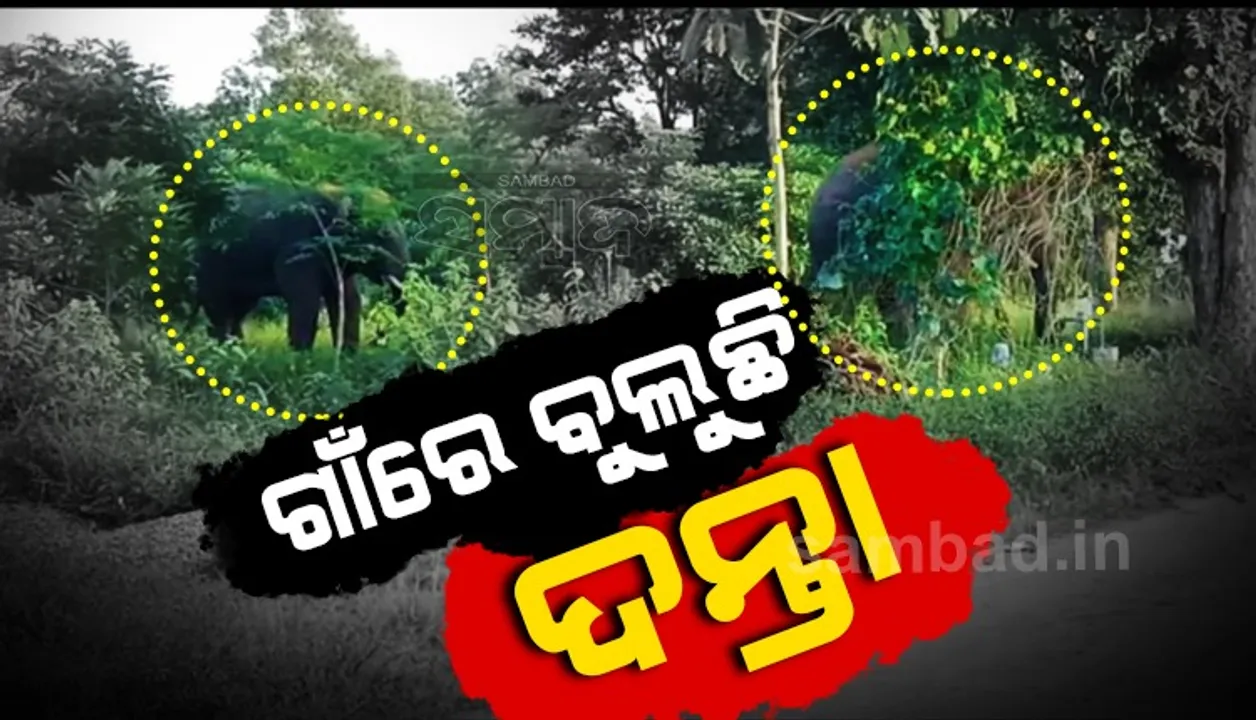  ଗାଁରେ ହାତୀ ଉପଦ୍ରବ; ଗ୍ରାମବାସୀ-ଚାଷୀ ଆତଙ୍କିତ