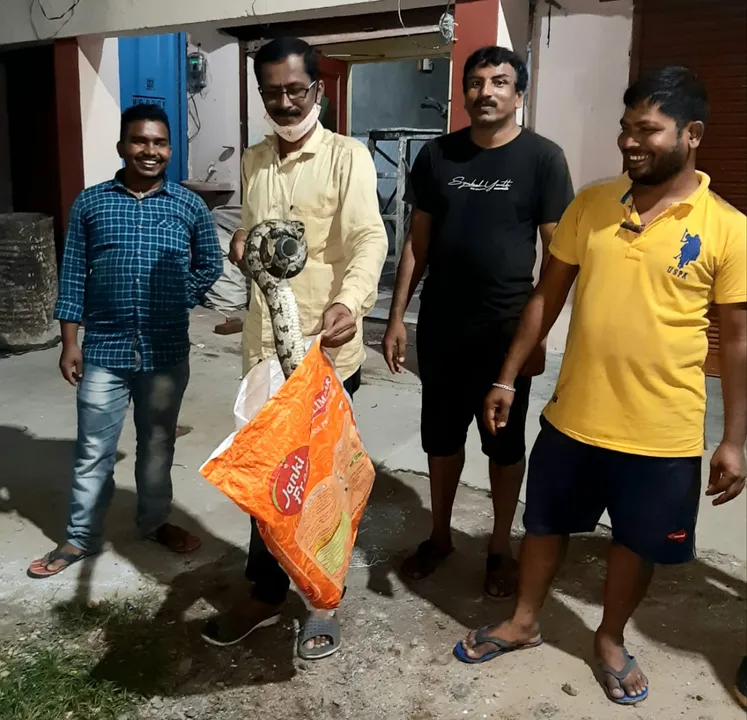  ରାସ୍ତା ଉପରେ ୬ ଫୁଟର ବୋଡା ସାପ ଉଦ୍ଧାର  