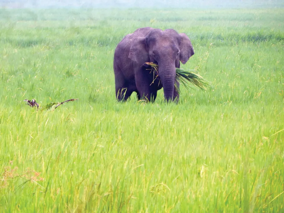  Sambad 