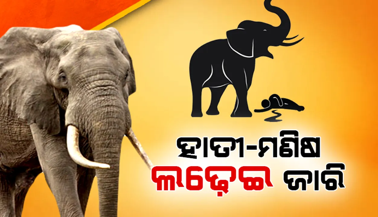  ମାଈ ହାତୀର ମୃତଦେହ ଠାବ, ବୃଦ୍ଧଙ୍କୁ କଚାଡ଼ି ଦେଲା ଦନ୍ତା