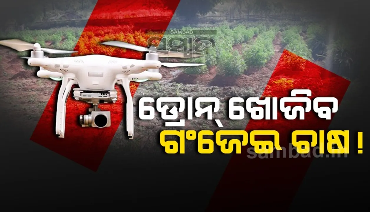  ସାଟେଲାଇଟ୍‌, ଡ୍ରୋନ୍‌ ସାହାଯ୍ୟରେ ଖୋଜା ହେବ ଗଂଜେଇ ଚାଷ 