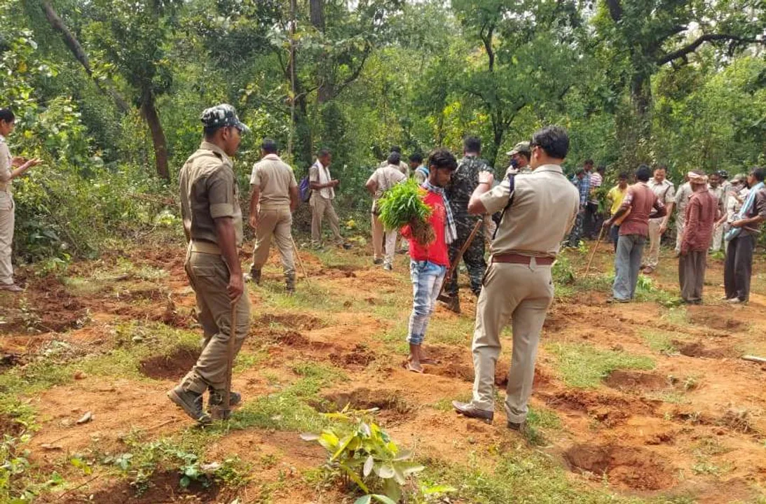  ସମ୍ବଲପୁର: ନାକଟିଦେଉଳରେ ୧୪୫୦ ଗଂଜେଇ ଗଛ ନଷ୍ଟ କଲେ ଅବକାରୀ ଓ ପୁଲିସ ଟିମ୍‌।
