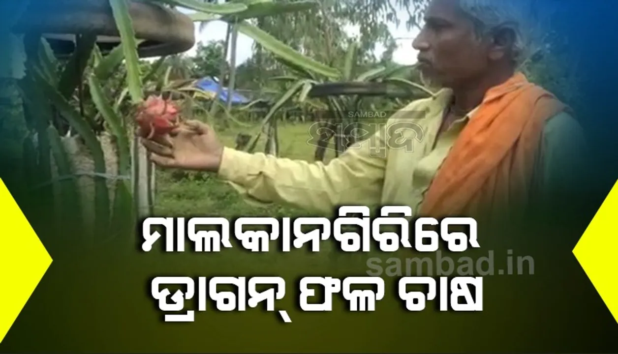  ମାଲକାନଗିରିରେ ଡ୍ରାଗନ ଚାଷ, ବିଦେଶୀ ଫଳ ଚାଷ କରି ସଫଳତା ହାସଲ କରିଛନ୍ତି ଜିତେନ