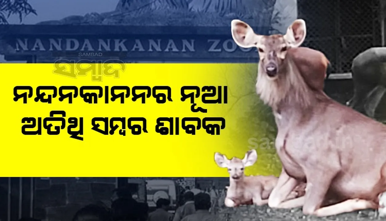  ନନ୍ଦନକାନନରେ ସଂରକ୍ଷିତ ବନ୍ୟ ପ୍ରାଣୀଙ୍କ ସଂଖ୍ୟା ବଢୁଛି, ସମ୍ବର ସଂଖ୍ୟା ୧୨ ହେଲା