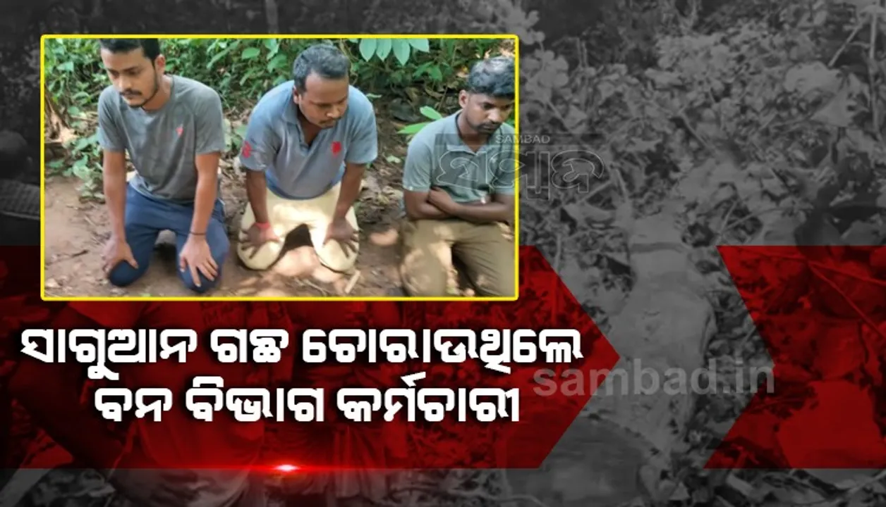  ସଂରକ୍ଷିତ ଜଙ୍ଗଲରୁ ଶାଗୁଆନ ଗଛ ଚୋରାଉଥିଲେ ବନ ବିଭାଗ କର୍ମଚାରୀ! ଆଦିବାସୀଙ୍କ ହାତରେ ଧରାପଡ଼ି ଆଣ୍ଠେଇଲେ 