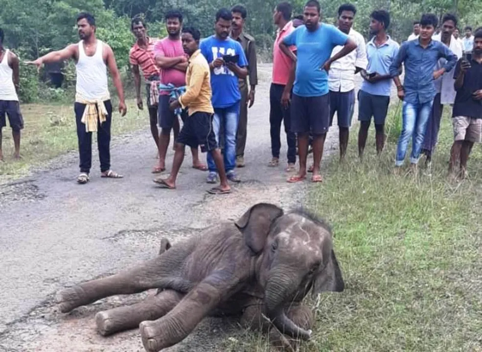  ହାତୀପଲରୁ ଅଲଗା ହେଲା ଛୁଆ