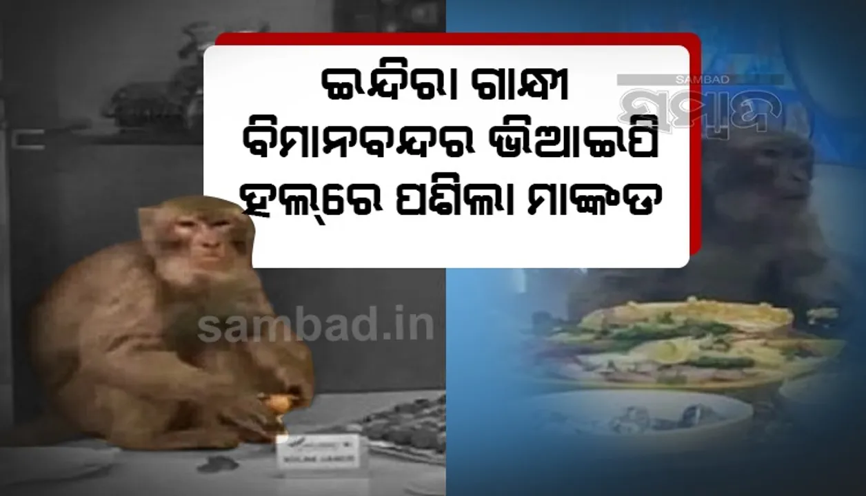  ଇନ୍ଦିରା ଗାନ୍ଧୀ ବିମାନବନ୍ଦରର ଭିଆଇପି ହଲରେ ପଶି ମାଙ୍କଡ଼ ଲୋକଙ୍କ ସହ ପିଇଲା ଜୁସ