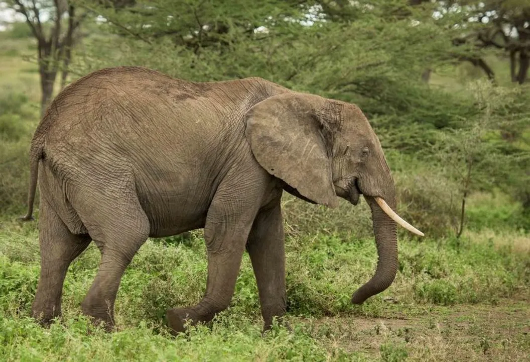 International Fund for Animal Welfare 