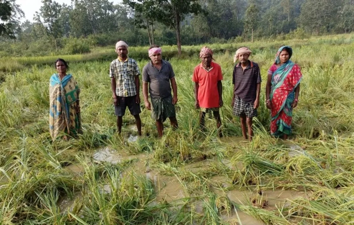  ହାତୀ ଦଳି ଦେଲେ ୧୦ ଏକର ଧାନ ଫସଲ