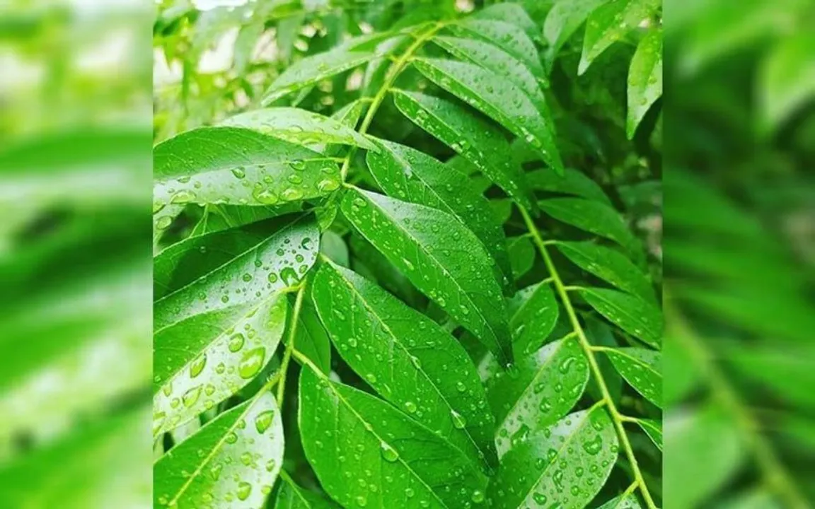  ପେଟରୋଗ ପାଇଁ ରାମବାଣ ହୋଇଥାଏ ଭୃଶୁଙ୍ଗ ପତ୍ର